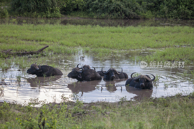 六只Cape Buffalo, Syncerus caffer，在泥水中洗澡;博茨瓦纳
